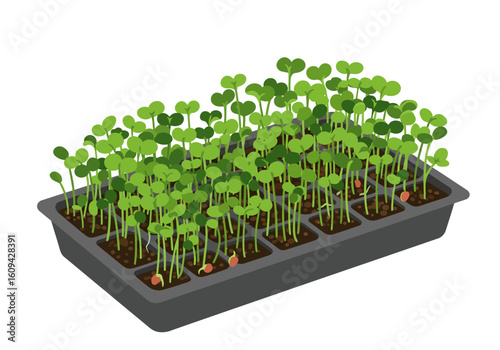 Tray of sprouts Green leafy seedlings in rows fill a grey tray with dark soil