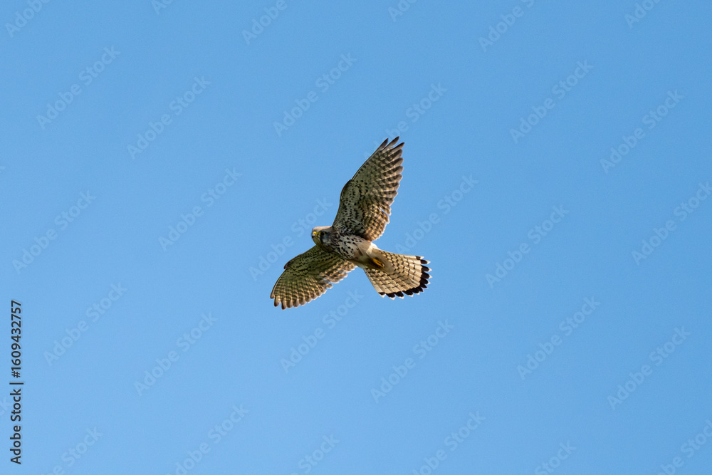 Fototapeta premium Common Kestrel Flying