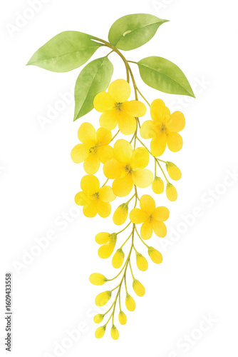 Watercolor Golden Shower Tree Flower (Dok Khun) on Transparent Background