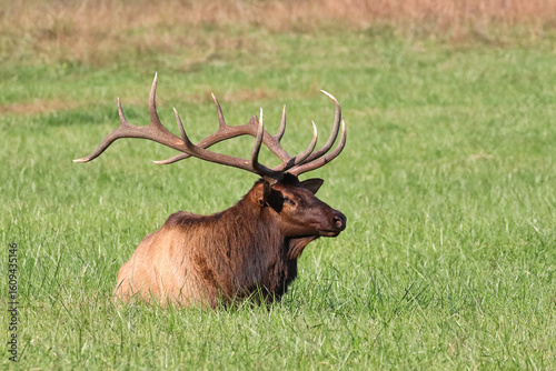 Wallpaper Mural Bull elk laying in meadow in grassy field in mountains.  Torontodigital.ca