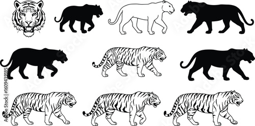 Tiger and panther silhouettes, black and white animal illustrations, fierce big cats, wild nature, predator profile, wildlife vector art.