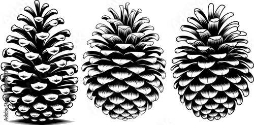 Black and white woodcut pinecone illustration with layered scales, tapered shape, and ornamental details on a clean white background