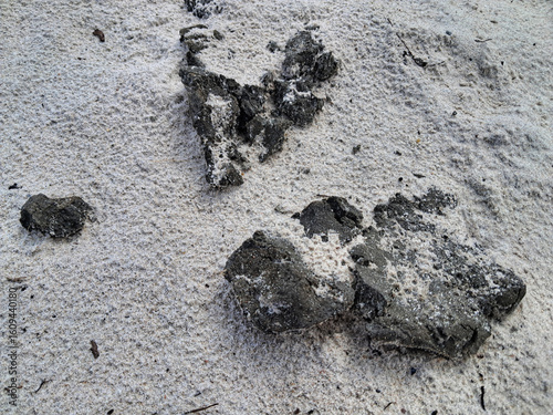 A piece of sea coal with a cracked, rubbery texture, a geological find washed up on the beach, highlighting natural and man-made debris.