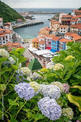 Colorful hydrangea in Cudillero, Asturias, Spain
