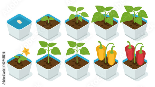 Grow your own vegetables at home with this delightful pepper plant growth cycle in square pots, from seed to vibrant ripe peppers, all stages shown