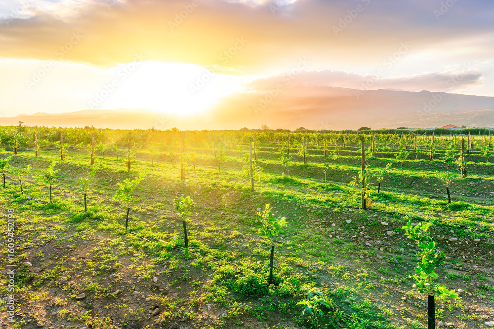 Naklejka premium beautiful green sunset garden with rows of young fruit trees in agricutlure farm field during sunset with amazing cloudy sky on background