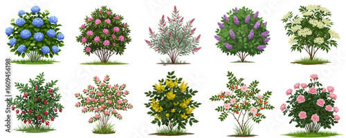 Diverse set of Flowering Shrubs for landscaping, gardening, and beautification projects to enhance outdoor spaces