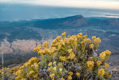 Yellow flowers in the foreground of a dramatic mountainscape, photographed from the summit of Mount Rinjani, an active volcano in the north of the island of Lombok, Indonesia