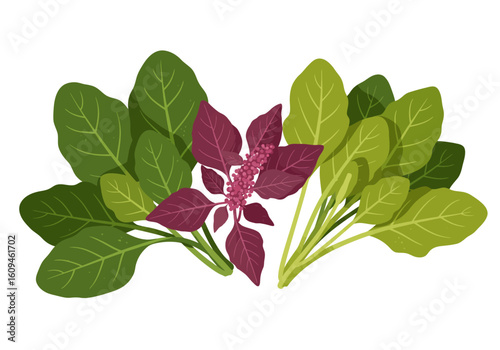 An artful bunch of spinach and red amaranth greens arranged in a vibrant and colorful display