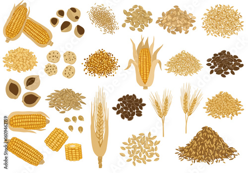 Grains  corn showcase Diverse pile of seeds and cereal plants on a white background