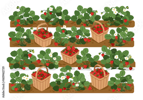 Strawberry rows feature plants flowers berries and full baskets all in a charming gardenstyle arrangement