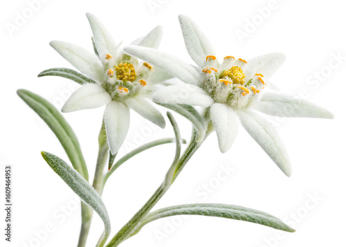   edelweiss flower isolated on white background PNG ,AI GENERATED