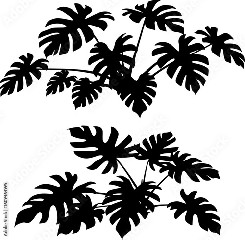 Silhouette of two lush monstera deliciosa plants, showcasing their distinctive leaves.