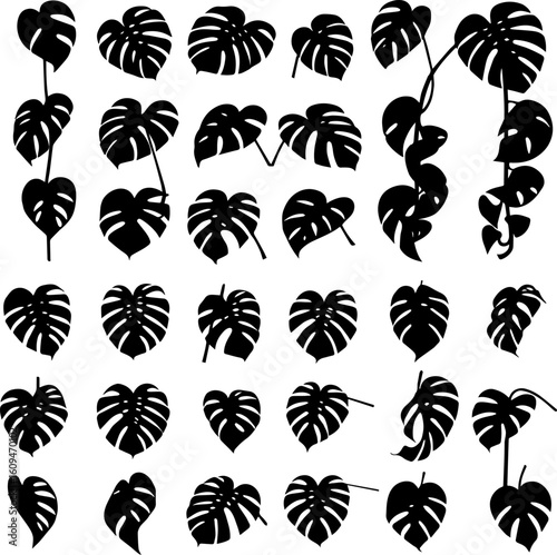 Collection of black silhouette illustrations of Monstera deliciosa leaves in various positions and orientations.