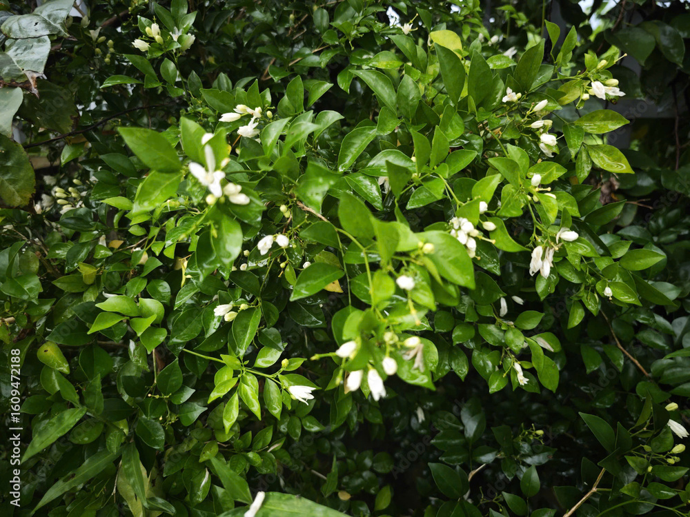 Obraz premium green leaves background