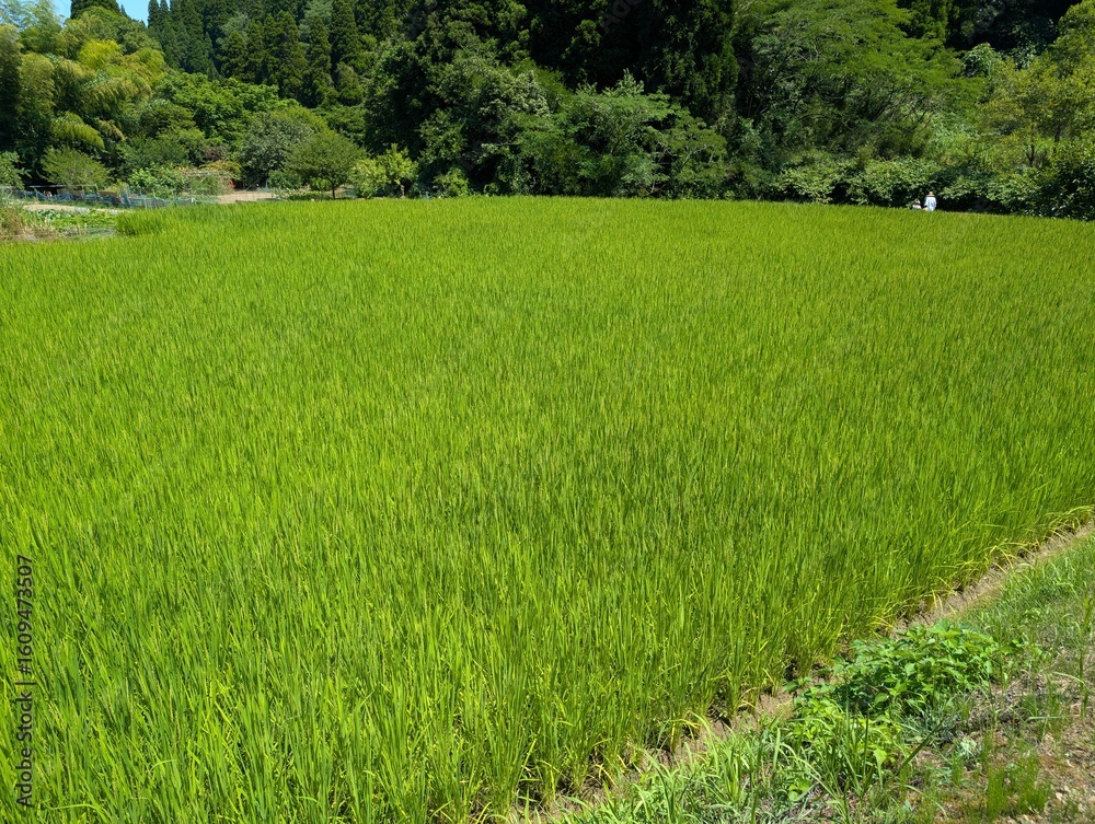 Obraz premium green rice field growth