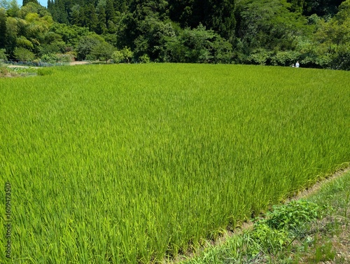green rice field growth
