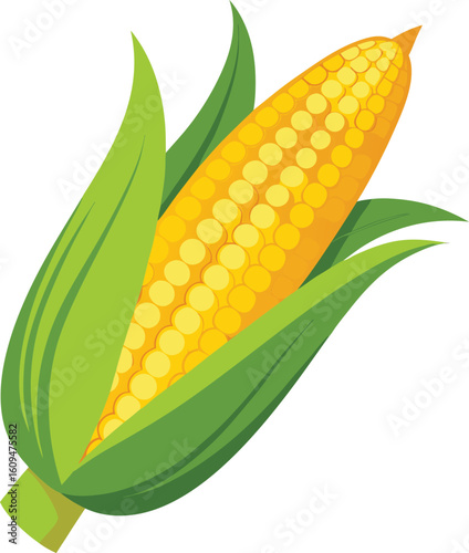 Fresh corn cob with partially peeled husk illustration