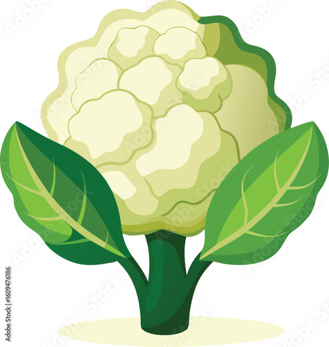 Isolated organic cauliflower vegetable illustration on white background