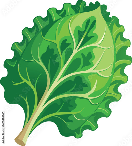 Single organic kale leaf with curly edges isolated on white background