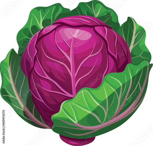 Single organic red cabbage with detailed textured leaves