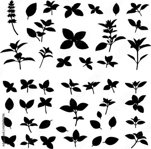 Collection of various basil plant silhouettes, showcasing leaves and stems in black against a white background.