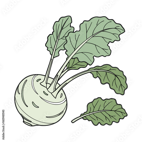 hand drawn illustration of vegetables