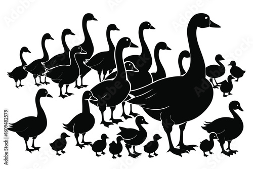 Silhouette of a large flock of geese and goslings in various poses