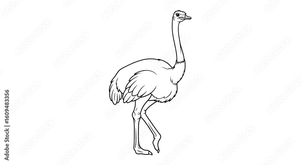 Fototapeta premium Tall Ostrich Vector Outline for African Safari & Bird Coloring Books
