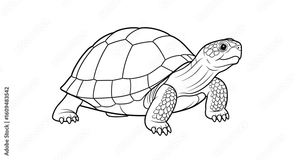 Fototapeta premium Slow Turtle Vector Outline for Pond Life & Reptile Coloring Books