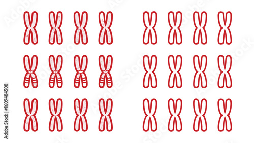 Human Chromosome Set Illustration in Red and White for Science Education and Research Genome Study