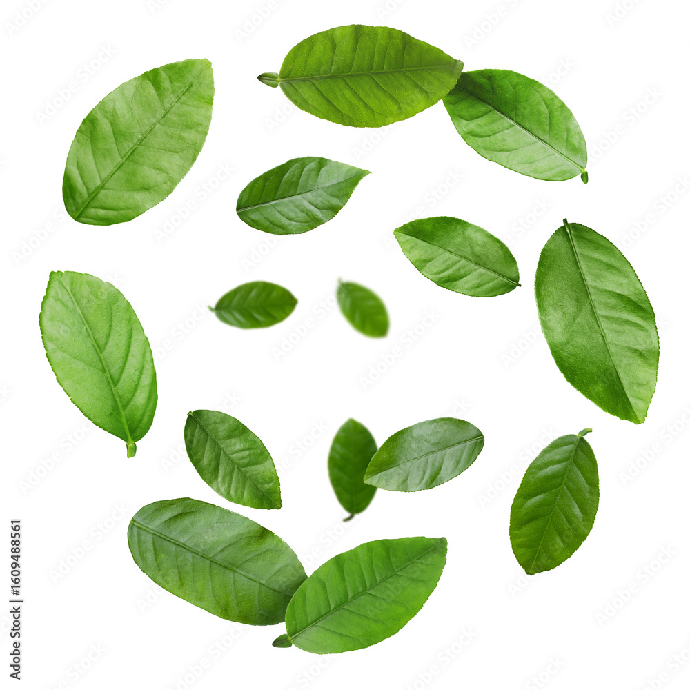 Green citrus leaves swirling in air against white background