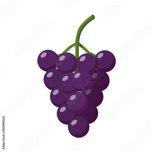 Fresh purple grapes hang in a ripe cluster ready to be harvested for delicious wine and snacks