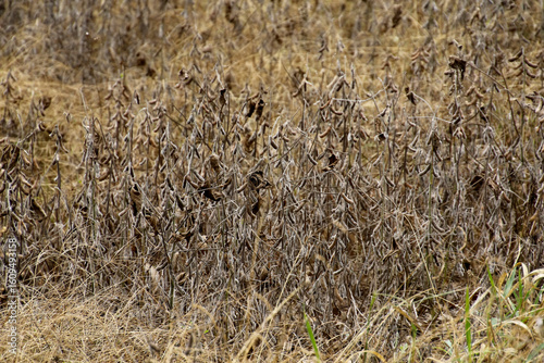 Dry soybean field under severe drought in rural farmland