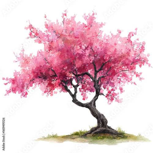 A watercolor painting of Cherry Tree, vector illustration on white background.
