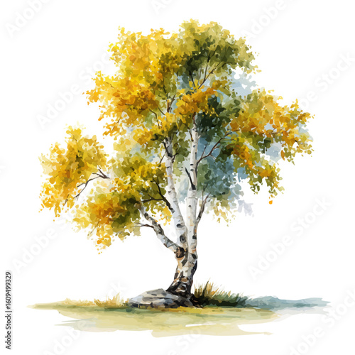 Aspen Tree in watercolor style, vector illustration, isolated on white background.