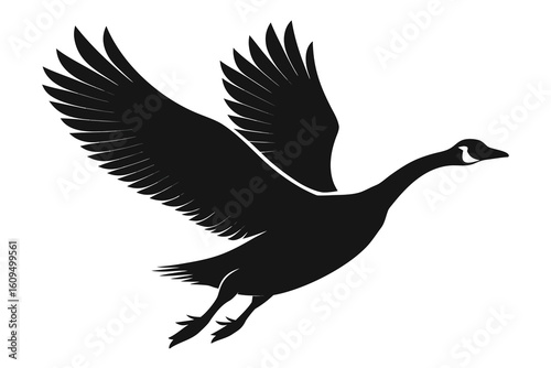 Silhouette of a canada goose in flight with wings spread wide