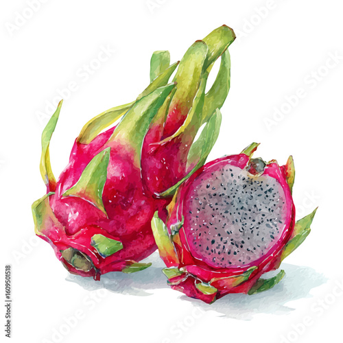 Dragon Fruit in watercolor style, vector illustration, isolated on white background.