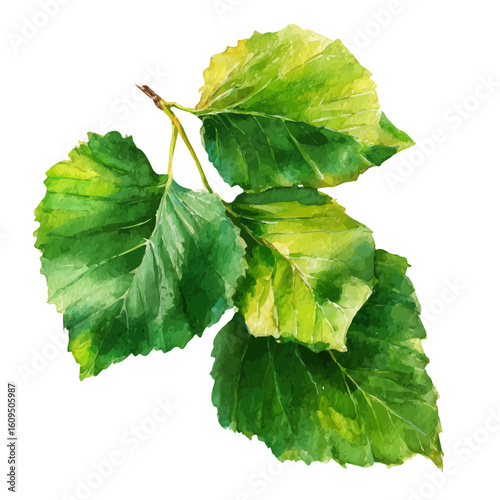Mulberry Leaf, watercolor painting, vector illustration, isolated on a white background.