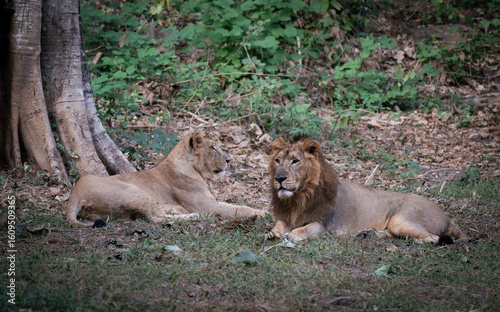 Photography Pair of lion inside an enclosure at a zoo