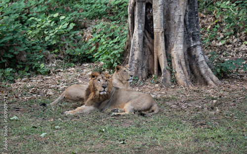 Canvas Print Pair of lion inside an enclosure at a zoo