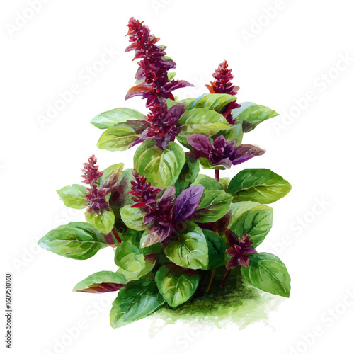 Holy Basil in watercolor style, vector illustration, isolated on white background.