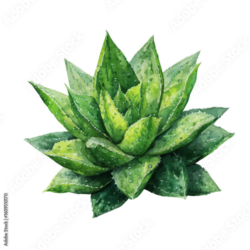 Haworthia, watercolor painting, vector illustration, isolated on a white background.