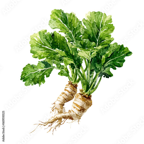 A watercolor painting of Horseradish, vector illustration on white background.