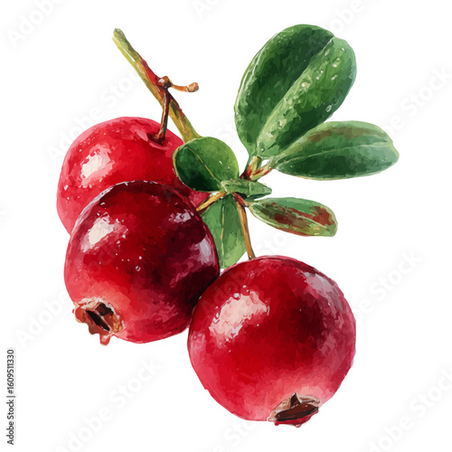 A watercolor painting of Cranberry, vector illustration on white background.