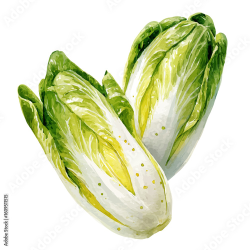 Endive in watercolor style, vector illustration, isolated on white background.