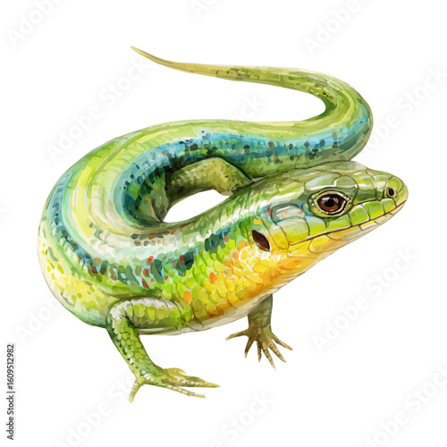 Glass Lizard in watercolor style, vector illustration, isolated on white background.