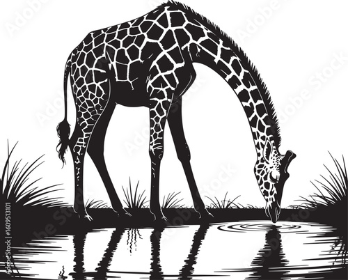 Giraffe Drinking Water Silhouette Vector Illustration in Black and White Against Transparent