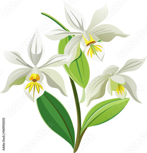 Ghost Orchid flowers