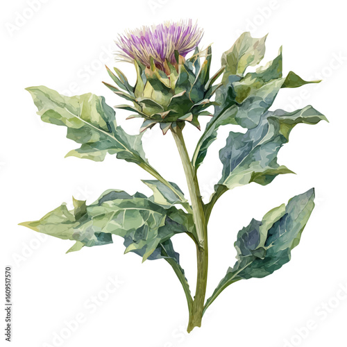 A watercolor painting of Cardoon, vector illustration on white background.